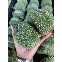 ราคา (1ต้น)(ขาย ต้นพันธุ์) โนโตแคคตัสสโคปา มอนโทรส คริสตาต้า NOTOCACTUS SCOPA CRISTATA CACTUS แคคตัส แคสตัส / แคคตัสบ้านหรรษา (12154381184)