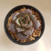 ราคา กุหลาบหิน Echeveria purpusorum (2296883524)