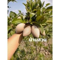 ราคา ต้นละมุดกระสวยมาเลย์ (10253132257)