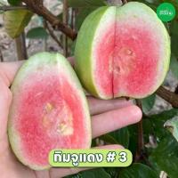 ราคา กิ่งฝรั่ง กิมจูแดงเบอร์3 (27652519253)