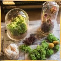 ราคา ครอบครึ่งทรงโดมสำหรับต้นไม้เติบโตในโหลแก้วขนาด 8x8 ซม. เพื่อตกแต่งสวนไมโคร DIY (51850941146)
