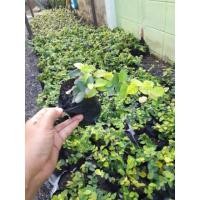 ราคา ต้นตีนตุ๊กแก ตีนตุ๊กแก ถุง 2 นิ้ว ไม้เลื้อย (24924739359)