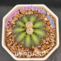 ราคา เเคคตัสไม้เพาะเมล็ด frailea castanea v. nitens ไซส์น่ารัก ส่งทั้งกระถาง (25280529622)