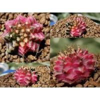 ราคา A​47.400 -​ ยิมโนด่าง ไม้เมล็ด Gymnocalycium Cactus แคคตัส กระบองเพชร ไม้อวบน้ำ ราคาถูก​ ยิมโน Gymno ด่าง ไม้ด่าง ต้นไม้ (10464380463)