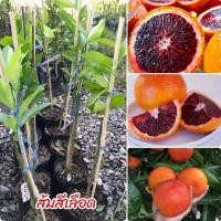 ราคา ต้นส้มสีเลือด(ต้นติดตา) (18265593603)