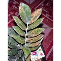 ราคา กวักมรกตดำด่าง(ใบดำในกอด่าง)มีเชื้อด่าง100% (21691846294)