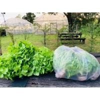 ราคา ผักสลัด ผักสดกรีนโอ๊ค ( Green Oak ) (5321022551)