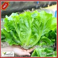 ราคา 200 เมล็ด ผักกาดหอมอิตาลี่ เมล็ดผักกาดหอมอิตาลี่ เมล็ดผักกาดหอม ผักกาดหอม (28174760044)