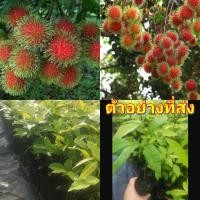 ราคา (5ต้น) ต้น เงาะโรงเรียน พันธุ์ นาสาร ต้นเงาะโรงเรียน เงาะ ต้นเงาะ / เยาวลักษณ์ (22682362200)