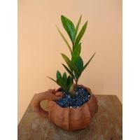 ราคา กวักมรกตเขียว ในกระถางดินเผาส่งพร้อมกระถาง (5068793988)