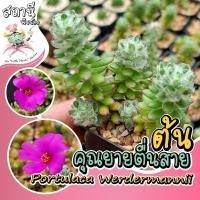 ราคา ต้นคุณยายตื่นสาย แพรบราซิล Portulaca Werdermannii คุณนายตื่นสายขน กระบองเพชร ไม้อวบน้ำ succulent แคคตัส cactus (22451155834)