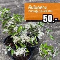 ราคา ต้นโมกด่าง (ชุด 1 ต้น) (15690020117)
