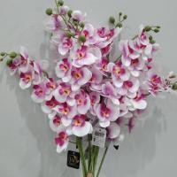 ราคา ดอกกล้วยไม้ สีขาวกลางม่วง พลีเมี่ยม ฟาแลนด์13ดอก ดอกบาน9 รวมดอกตูม4ดอก กล้วยไม้ ฟาแลนด์ พลีเมี่ยมสีขาวกลางม่วง อย่างดี (29601767503)