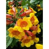 ราคา ต้นทองอุไรมิกกี้เม้าส์สุง 50-60 เซน (จำนวน 10 ต้น) Tecoma stans #ทองอุไรมิกกี้เม้าส์ (21339129448)