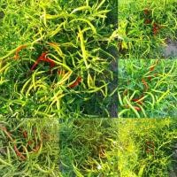 ราคา เมล็ดพันธุ์พริกยอดสน 300 เมล็ด 39 บาท (24169834760)