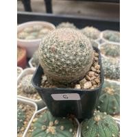 ราคา แมมเลนต้า (Mammillaria lenta) ไม้เมล็ด (22872494386)