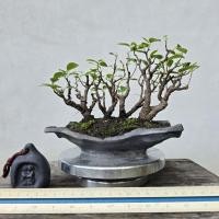ราคา บอนไซสวนป่า #ของฝากปีใหม่ #บอนไซไม้จิ๋ว (44326470545)