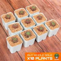 ราคา ราคาส่ง 10 ต้น Echeveria Pink Ruby 2 Inch Pot กุหลาบหินนำเข้า ไม้อวบน้ำ. Imported Live Succulents (3165298686)