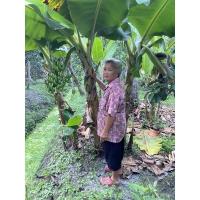 ราคา ☘️☘️#หน่อกล้วยหอมเขียวพันธุ์เตี้ยสวนอาม่า…อัมพวา☘️☘️ (10849340119)