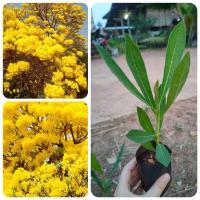 ราคา ต้นเหลืองปรีดียาธร ดอกสีเหลืองสด (8235836287)