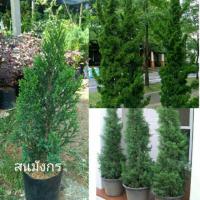 ราคา สนมังกรปลูกแล้วมีโชค (5738945396)