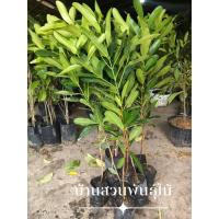 ราคา ต้นสารภีทะเล หรือต้นกระทิง ต้นเพาะเมล็ด สูง 100-120 ซม. (29541940623)