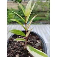 ราคา กวักด่าง​ กวักมรกตด่าง (25533450211)