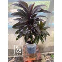 ราคา หมากผู้หมากเมีย (Cordyline fruticosa) | ขนาด 40-60 ซม.| ขายเป็นกิ่งตัดสด แพ็คอย่างดี | ไม้ประดับ | ไม้ฟอกอากาศ (9568473056)