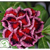 ราคา ต้นชวนชมดอกซ้อน ชวนชมดอกกุหลาบ ไม้มงคล ขนาดกระถาง 6 นิ้ว #S. WONDER (24955568683)