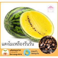 ราคา แตงโมเหลืองรันรัน 5 เมล็ด (41919160992)