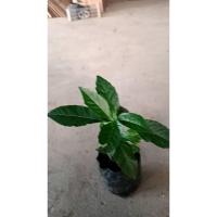 ราคา ต้นพันธุ์ ข่อยดำ เครือสังฆาต พร้อมปลูกต้นละ 79 บาท ข่อยดำหรือดังหวาย ดังหวาย แม่ยายถมลูกเขย หรือเครือสังฆาต (28204230137)