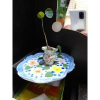 ราคา บัวบกโขด บัวบกโขดไซส์จิ๋ว มีใบ พร้อมใบ (9667230920)