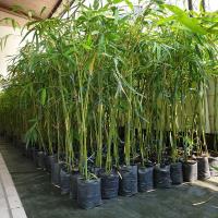 ราคา ไผ่ ต้นชำไผ่ซางหม่น กิ่งชำไผ่ซางหม่น #ไผ่ซางหม่น ราชินีแห่งไผ่ จำนวน 1 ถุงชำมี1-3ลำ ไผ่สารพัดประโยชน์ ราชินีแห่งไผ่ (9930841887)