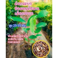 ราคา ต้นกระบก อัลมอนด์อีสาน เม็ดกระบกสูง 25-35ซม.เมล็ดนำมาคั่วสุกมีรสมันกรอบ (19884289669)