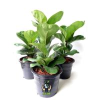 ราคา ไทรใบสักพันธุ์แคระ ไม้ฟอกอากาศ ฟอร์มสวย (8167940919)