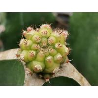 ราคา 05- โมโมทาโร่ ไม้กราฟ 1 ต้น momotaro Cactus แคคตัส กระบองเพชร ไม้อวบน้ำ ไม้กราฟ​​ Gymnocalycium​ ยิมโน ราคาถูก ไม้ด่าง (9176548509)