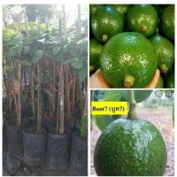 ราคา อโวคาโด อะโวคาโดพันธุ์บูธ7 อโวคาโดลูกกลม ต้นทาบกิ่ง ต้นละ 289 (13905213235)