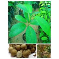 ราคา ต้นละไม รสหวาน สูง60-70ซ.ม แบบเสียบยอด (21403131946)