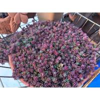 ราคา แพรทับทิมPortulacaGilliesii (9388866512)