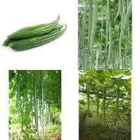 ราคา เมล็ดพันธุ์ บวบงู Long Snake Gourd / บวบงูขาว / ยาวยักษ์ อนาคอนด้า / จงอาง (23275220851)