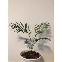 ราคา ปาล์มไผ่ ต้นไม้ฟอกอากาศ (10624643951)