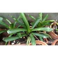 ราคา สับปะรดสี Bromeliad ไซส์มินิ ไม้กอ ตัดขายหน่อ (5329097348)