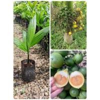 ราคา ต้นหมากเตี้ยพันธุ์ชุมพร(เพาะเมล็ด)หมากพันธุ์ดี ติดผลเร็ว ต้นพร้อมปลูก (40606089303)