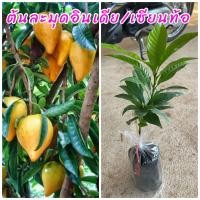 ราคา ต้นละมุดอินเดีย หรือ เซียนท้อ (ชุด3ต้น) ต้นพันธุ์แข็งแรงปลูกได้ทุกสภาพดิน คุณสุกมีสีเหลืองรสชาติความอร่อย (24659278682)