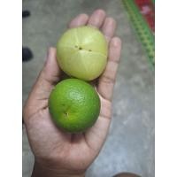 ราคา มะข้ามป้อมยักษ์(มะขามป้อมพันธุ์ทวาย) (25235782356)