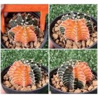 ราคา ยิมโนด่าง gymnocalycium variegata lb hybrid (13670889737)