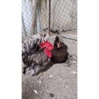 ราคา ไข่ไก่แจ้ลุ้นเชื้อ สีเทาเปอะ 1ชุด 5ฟอง (28117831247)