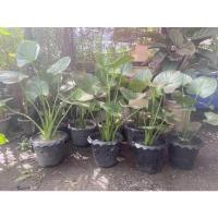 ราคา ต้นพัดโบก ไม้น้ำ ไม้มงคล เลี้ยงได้ทั้งในน้ำและดิน #พัดโบก #ไม้มลคล #ไม้น้ำ (11759231563)