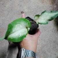 ราคา บอนสี​ กวนอิม​ caladium​ White​ wings (6463021705)