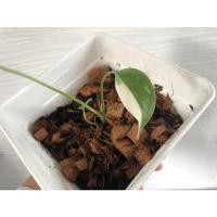 ราคา ต้นมอนสเตอร่าด่าง ไทยคอน ด่างสวย (4391638208)